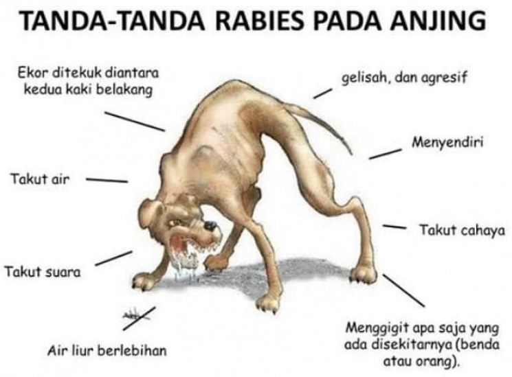 Satu Gigitan Anjing Bisa Renggut Nyawa