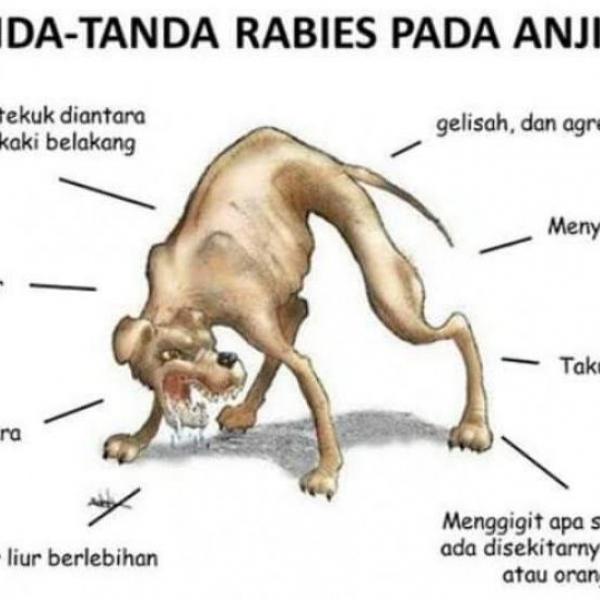 Satu Gigitan Anjing Bisa Renggut Nyawa