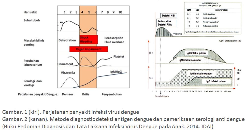 DEMAM DENGUE & DEMAM BERDARAH DENGUE