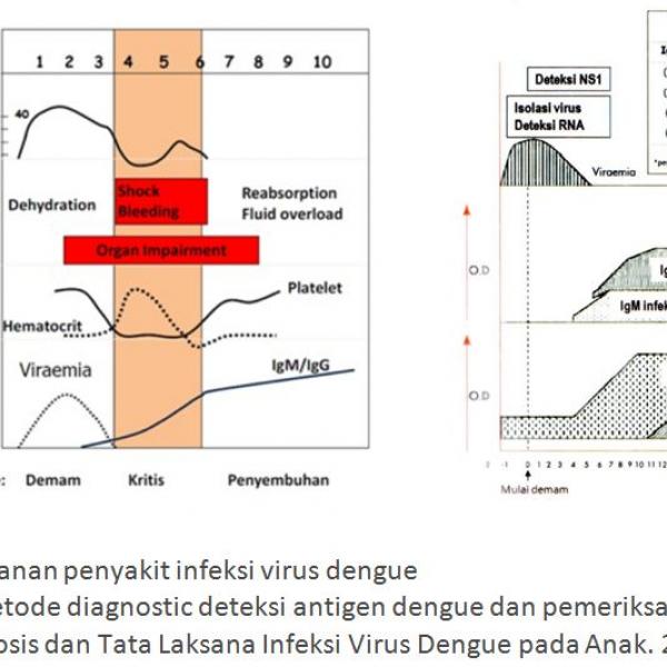 DEMAM DENGUE & DEMAM BERDARAH DENGUE