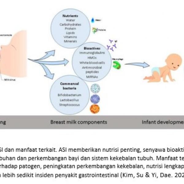 BAKTERI DALAM AIR SUSU IBU (ASI)