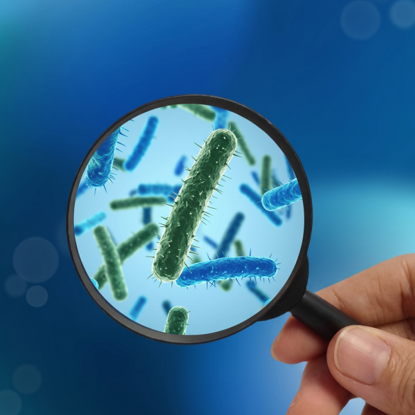 Mengulas Bacillus cereus: Karakteristik Patogen, Risiko Toksin, dan Manajemen Pencegahan KLB Pangan 